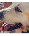 Leading Raw for Senior Dogs