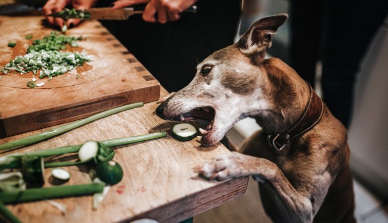 The Importance of Variety in a Raw Diet for Dogs: Boost Health and Nutrition