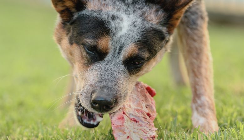 Exploring the Prey Model Raw Diet: A Natural Path to Canine Nutrition