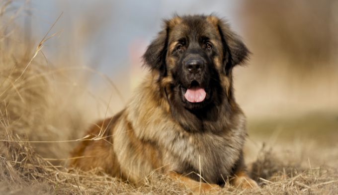 Helping Your Dog Lose Weight with a Raw Diet
