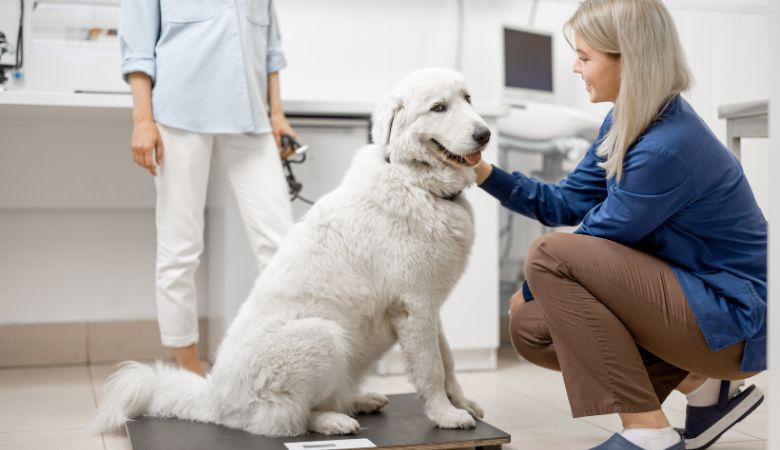 Navigating Setbacks and Plateaus in Your Dog's Weight Management Journey