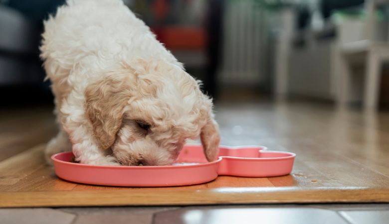 Nourishing Your Puppy: A Guide to Feeding Raw Food from 8 Weeks to 12 Months