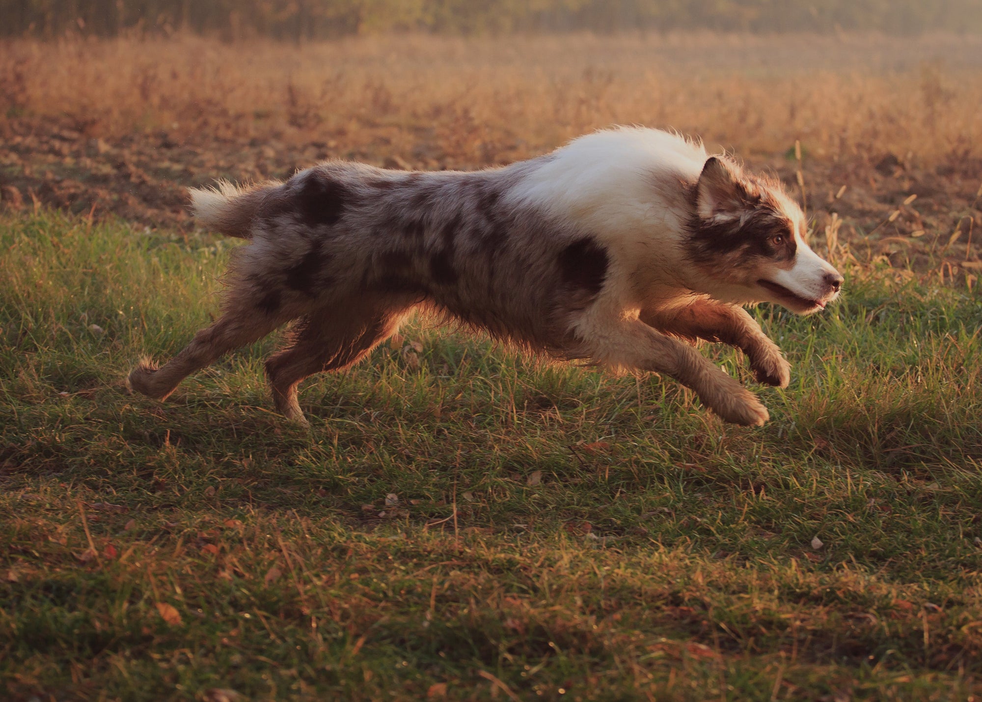 Raw for Dogs